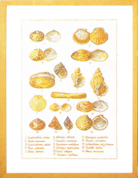 Kit de Bordado Conchas de Mar 41 x 56 cm 5676