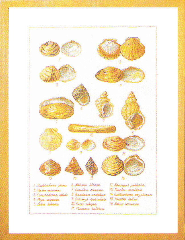 Kit de Bordado Conchas de Mar 41 x 56 cm 5676